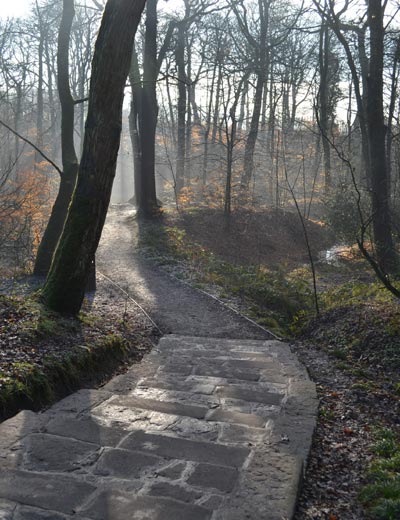 Astley park woodland