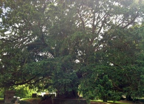ancient yew tree