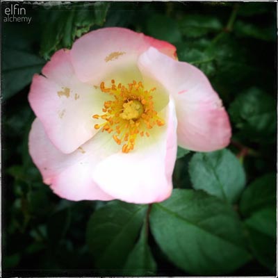 a lovely rose in my garden 2020